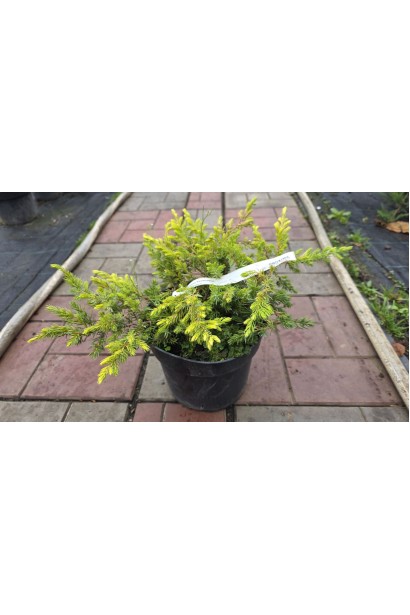 Juniperus conferta Sunflower